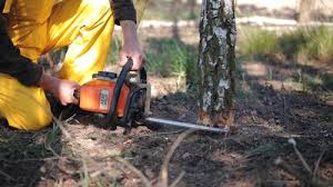 Professional  Tree Services in Forest City, FL