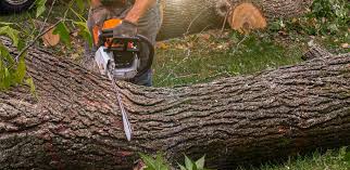 Tree and Shrub Care in Forest City, FL