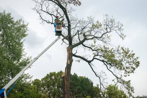 Why Choose Our Tree Removal Services in Forest City, FL?